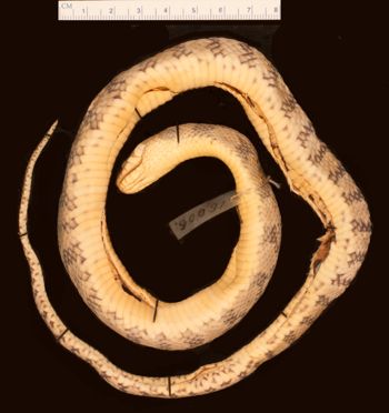 Media type: image;   Herpetology R-16006